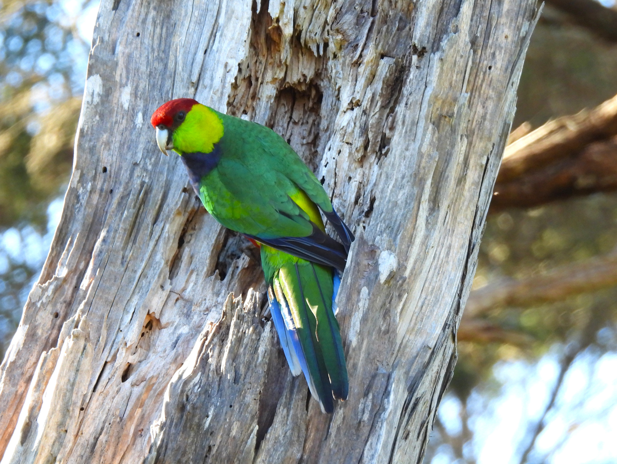 Red-capped Parrot