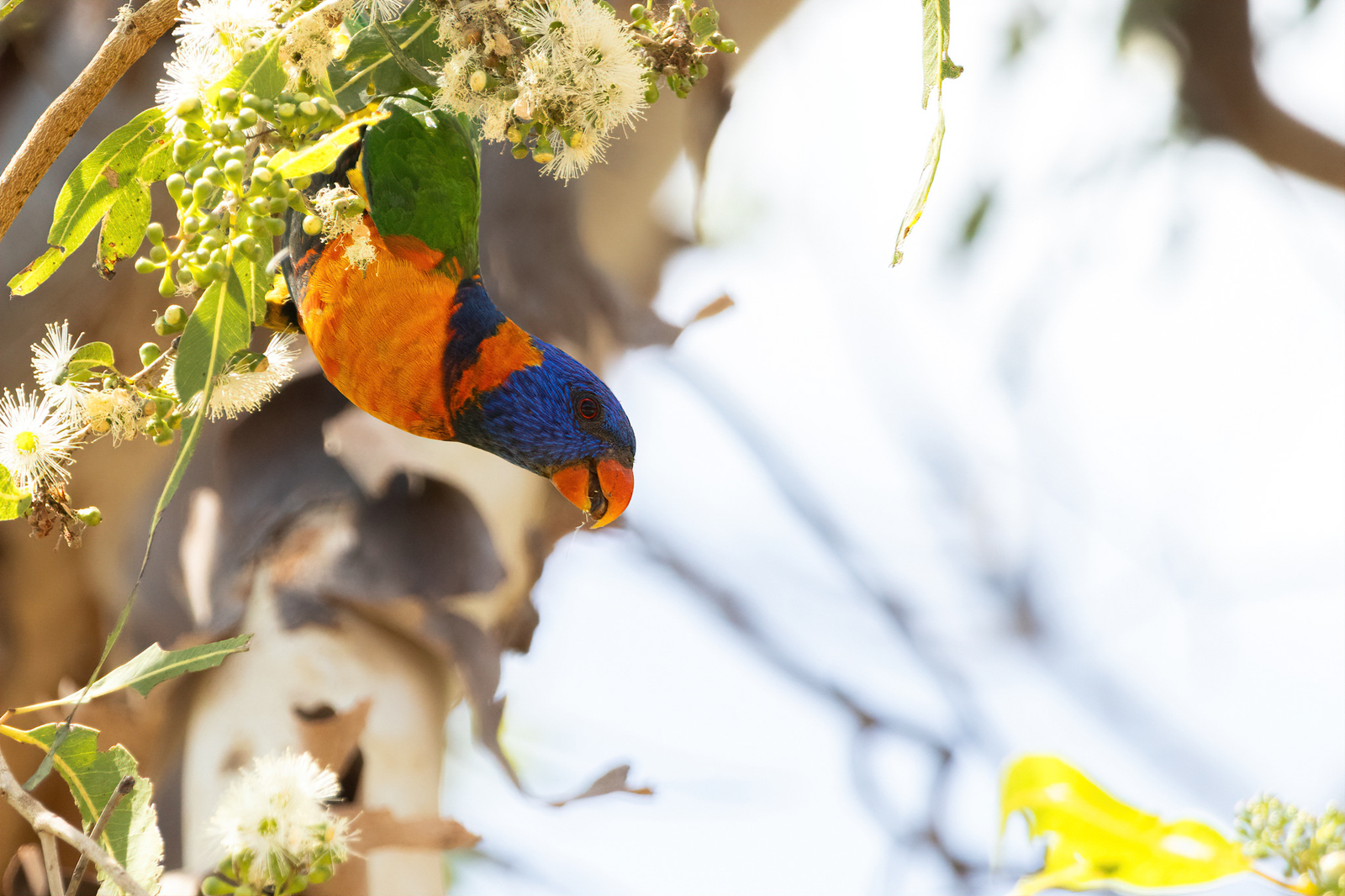 Red-collared Lorikeet