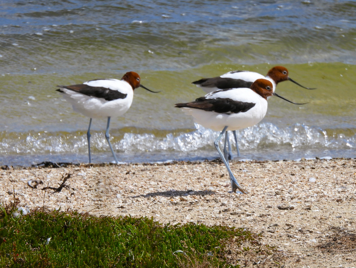 Red-necked Avocets