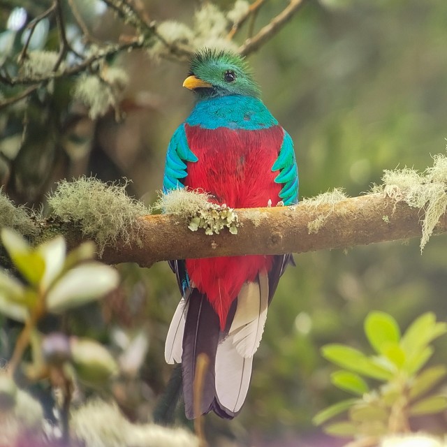 Resplendent Quetzal
