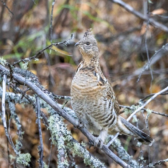 Ruffed Grouse