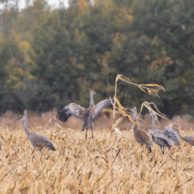 Sandhill Cranes