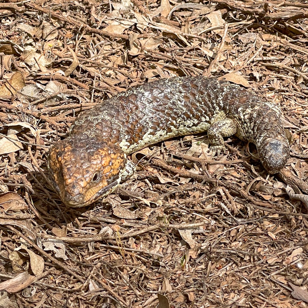 Shingleback Lizard