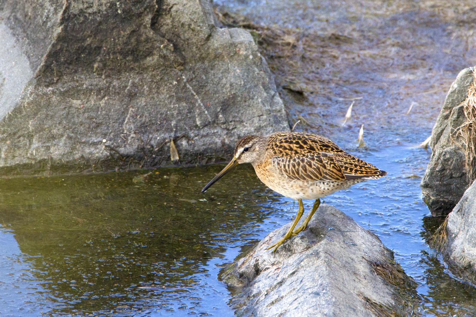 Short-billed Dowitcher