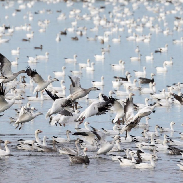 Snow and Ross's Geese