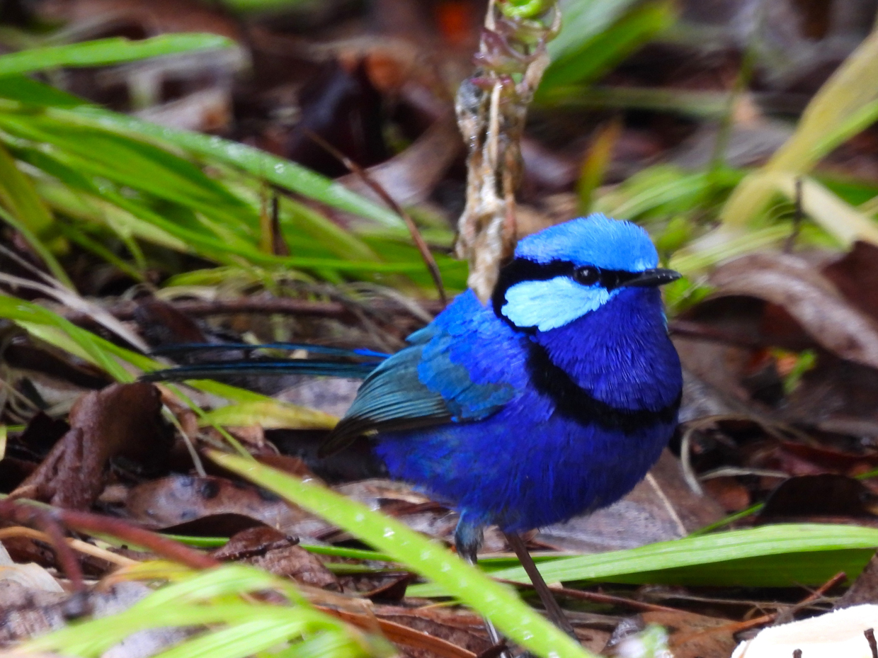 Splendid Fairywren