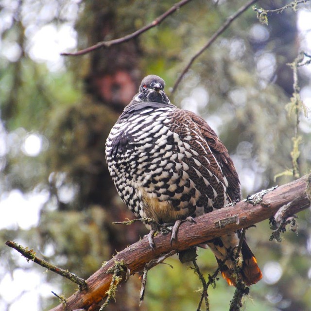 Spruce Grouse male