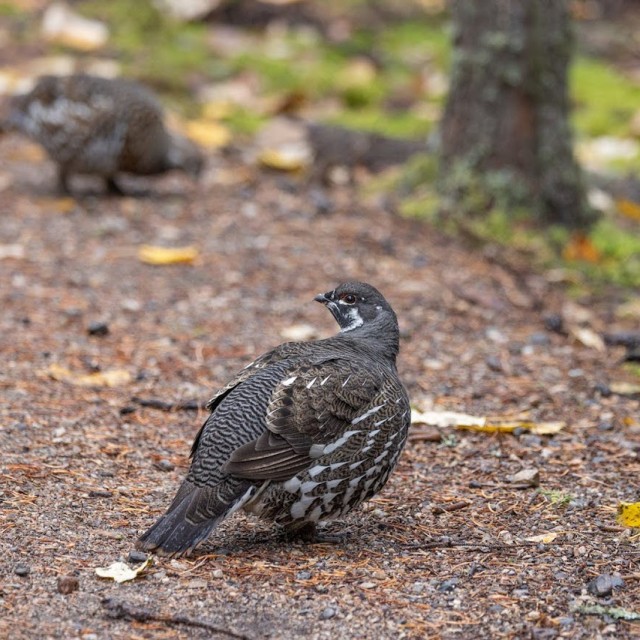 Spruce Grouse pair