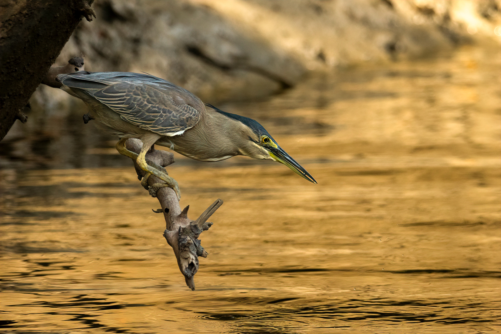 Striated Heron
