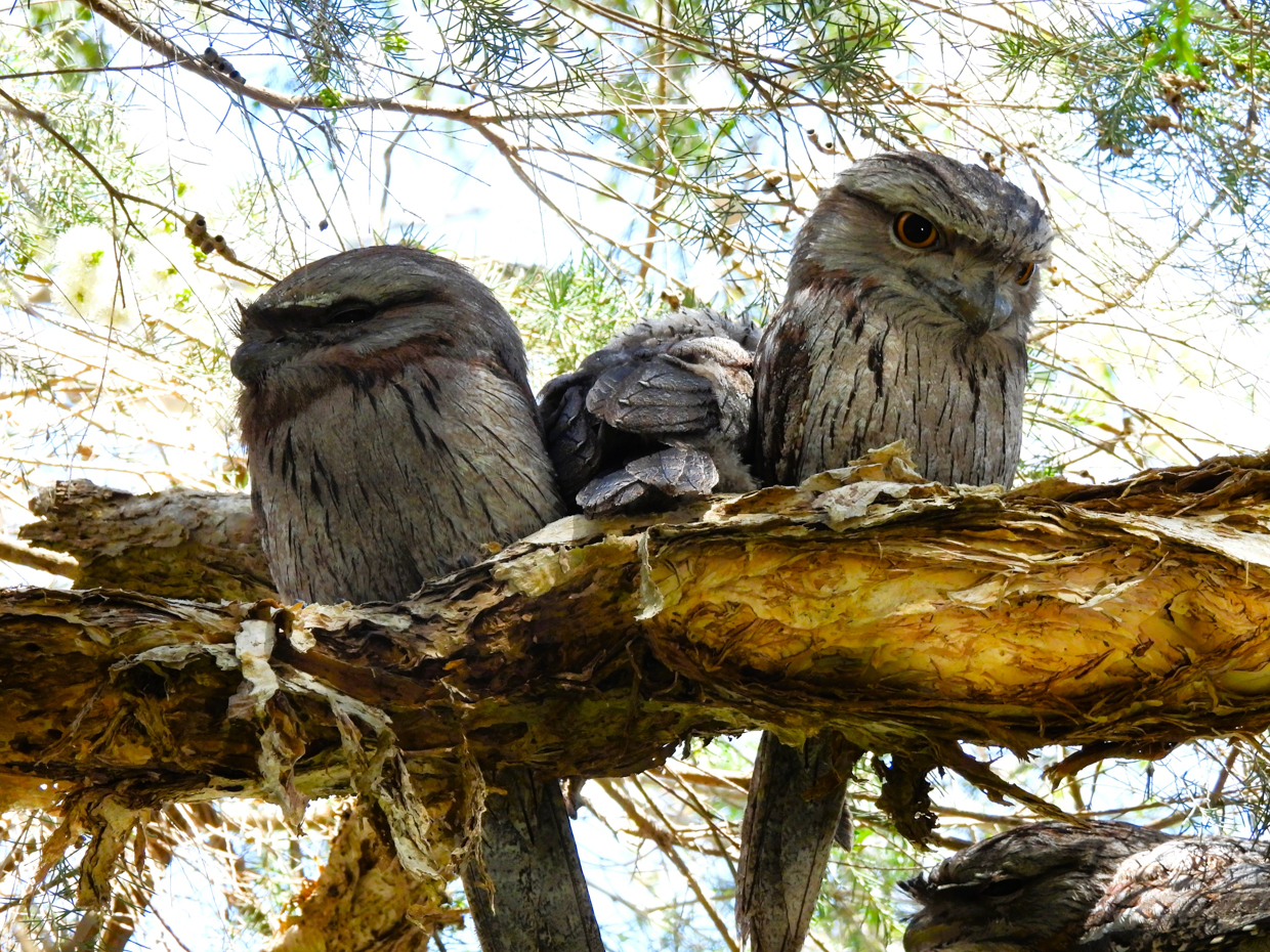 Tawny Frogmouths
