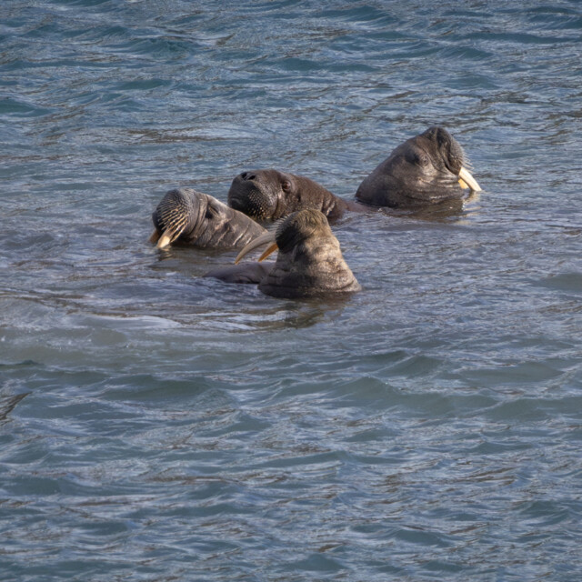 Walrus