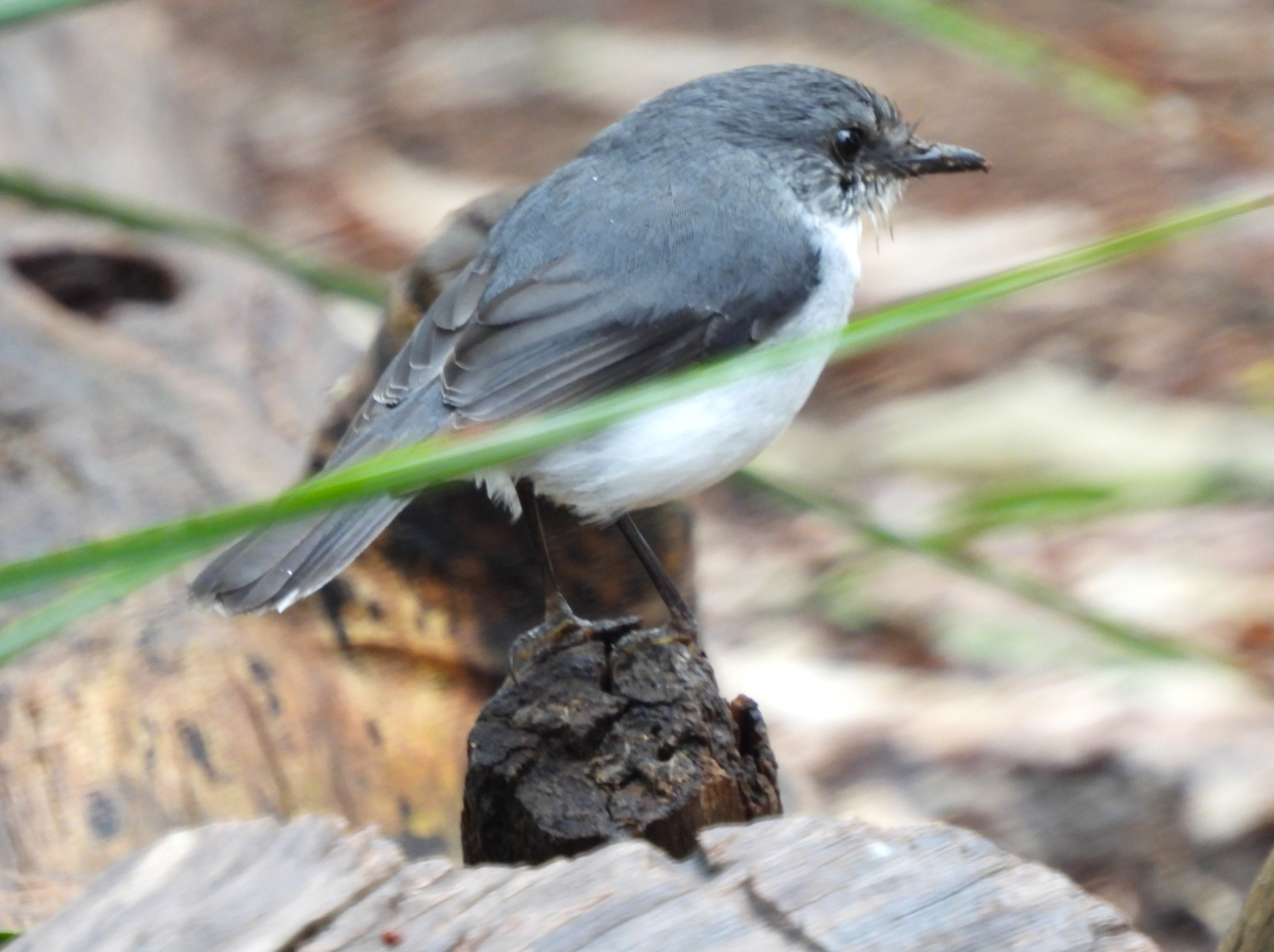 White-breasted Robin