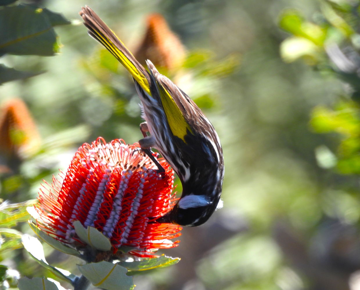 White-cheeked Honeyeater