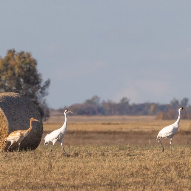 Whooping Crane family