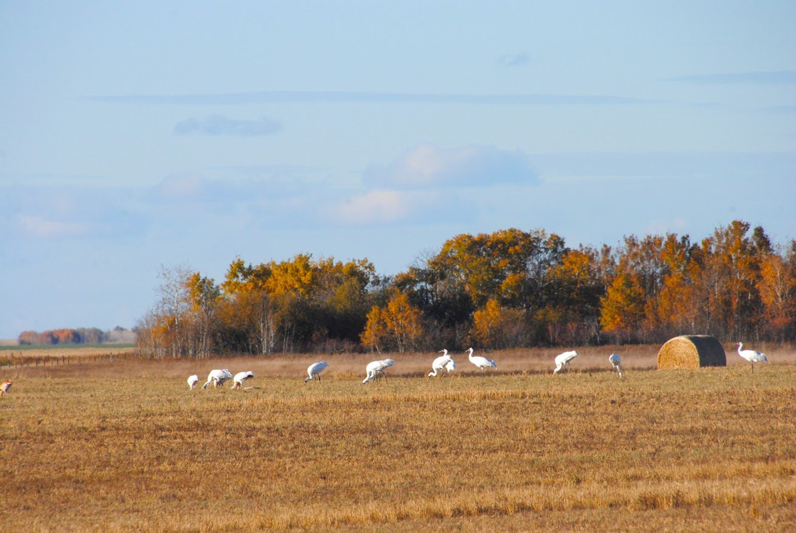 Whooping Crane flock