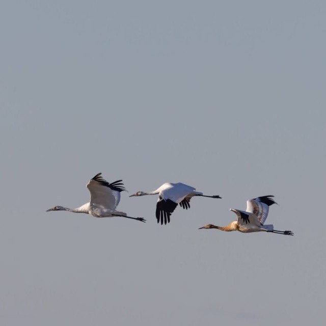 Whooping Cranes in flight