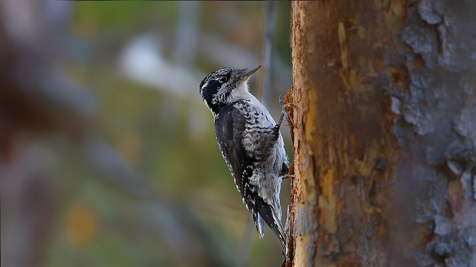 American Three-toed Woodpecker