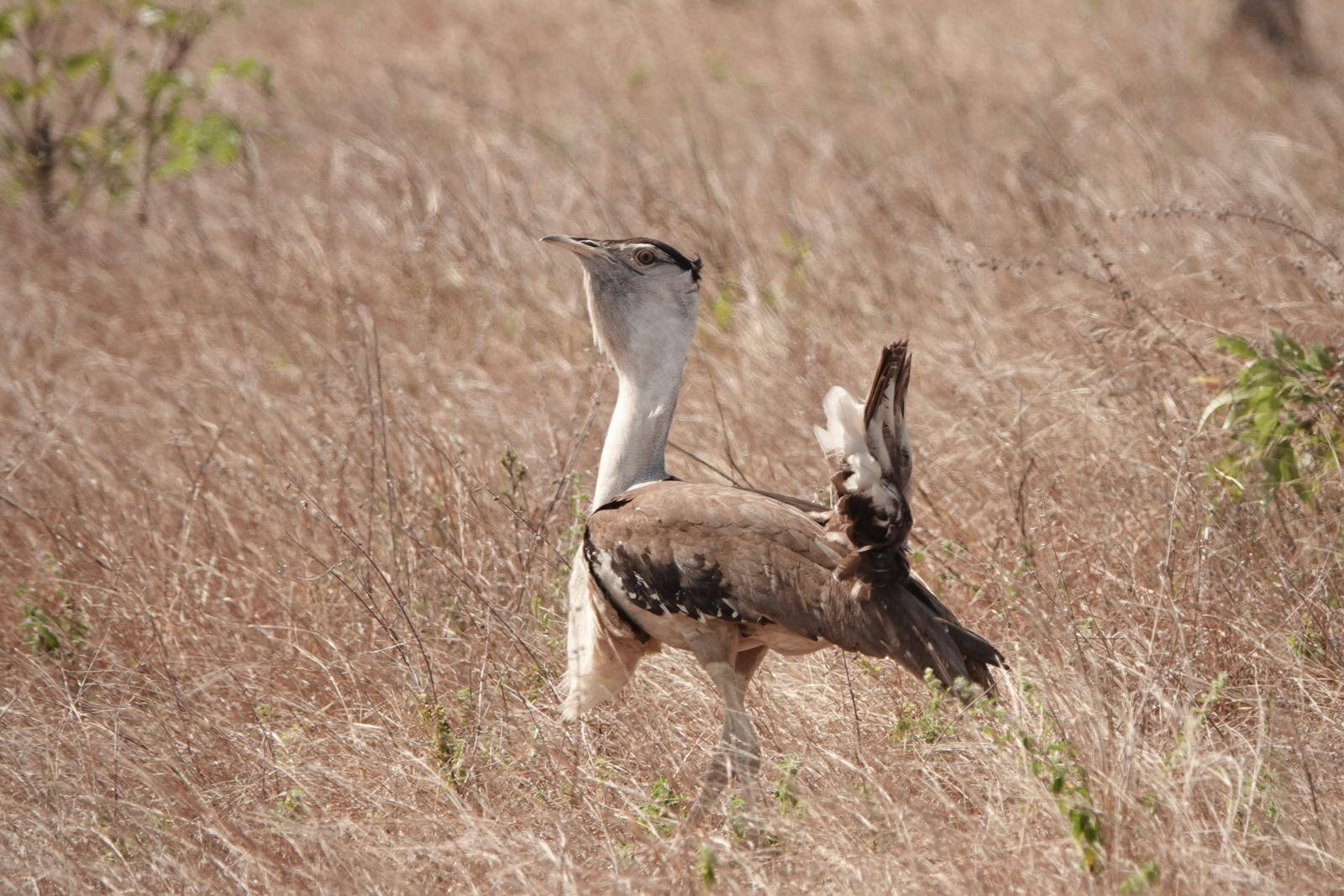 Australian Bustard