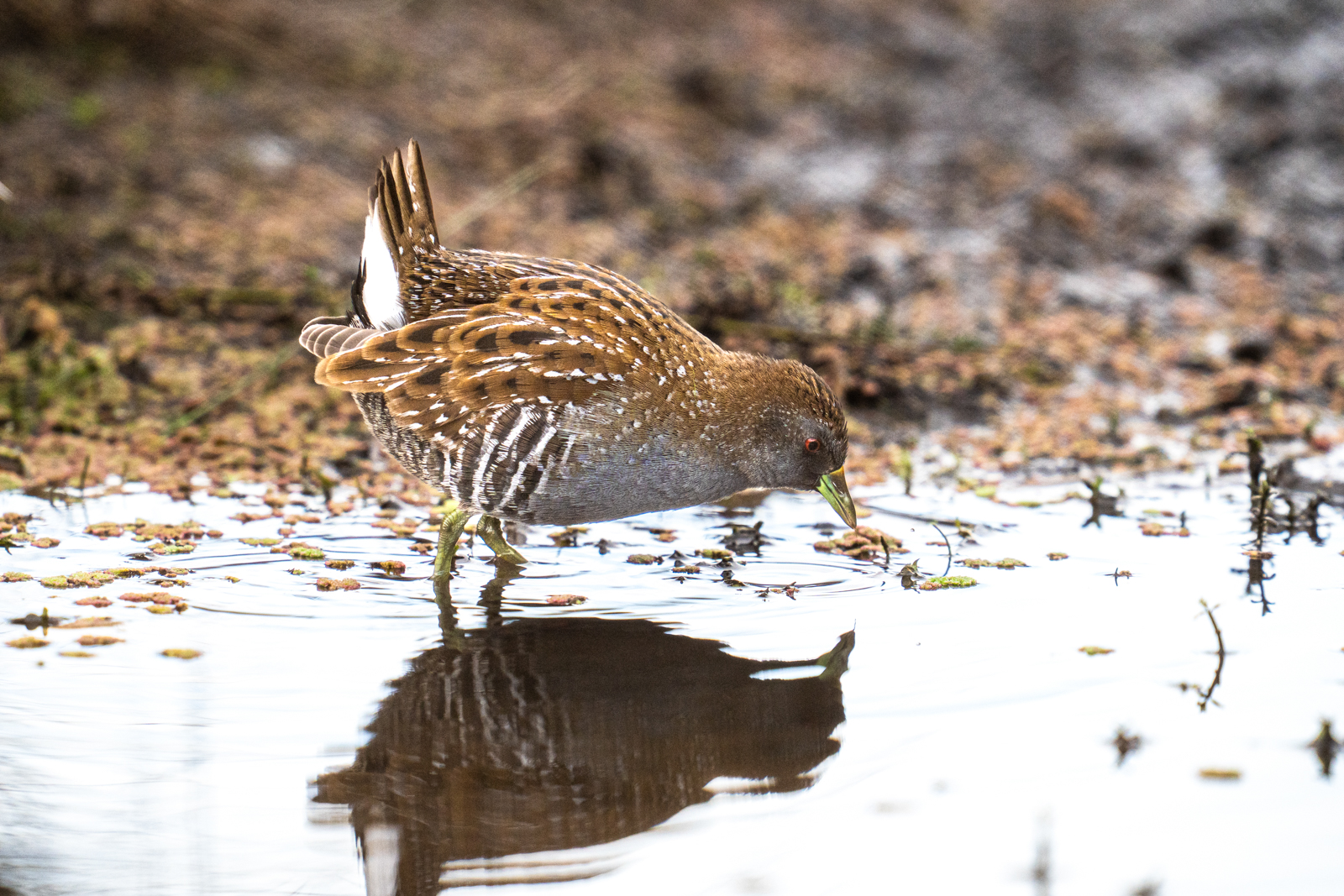Australian Crake