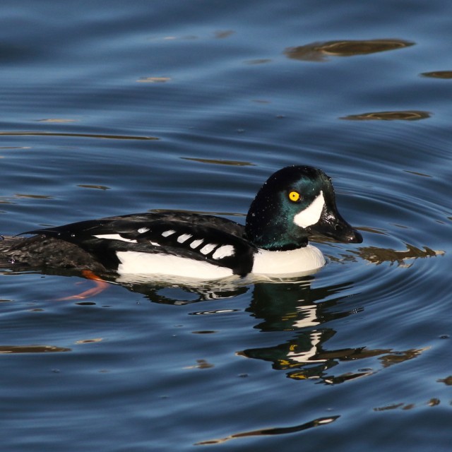 Barrow's Goldeneye