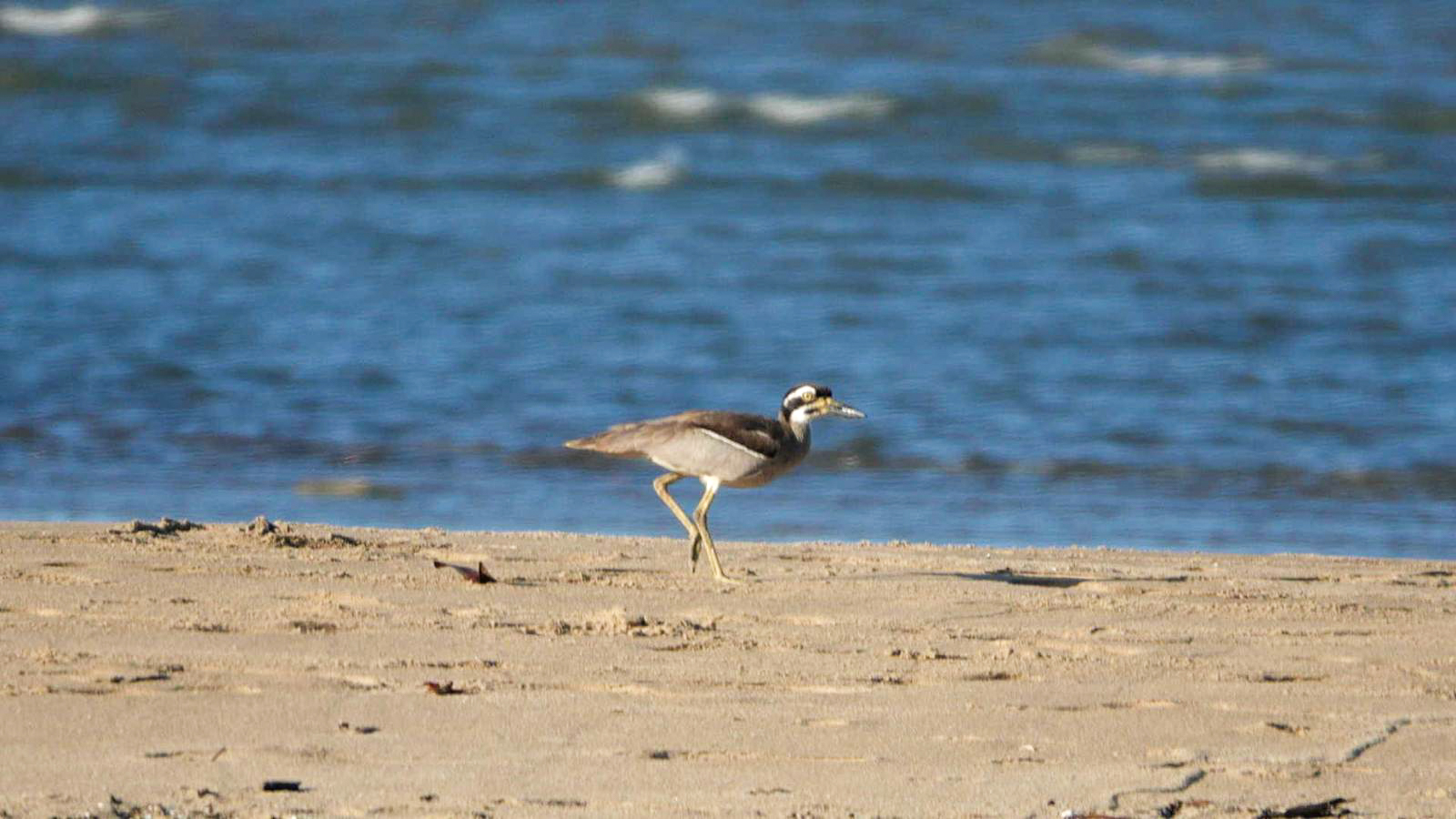 Beach Stone Curlew