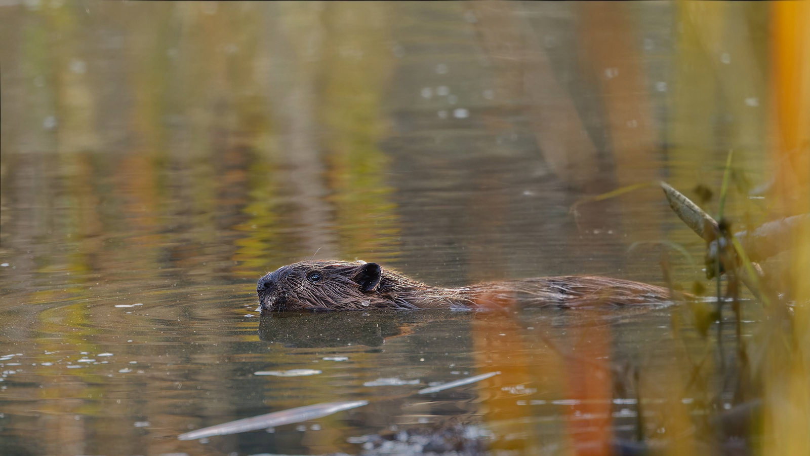 Beaver