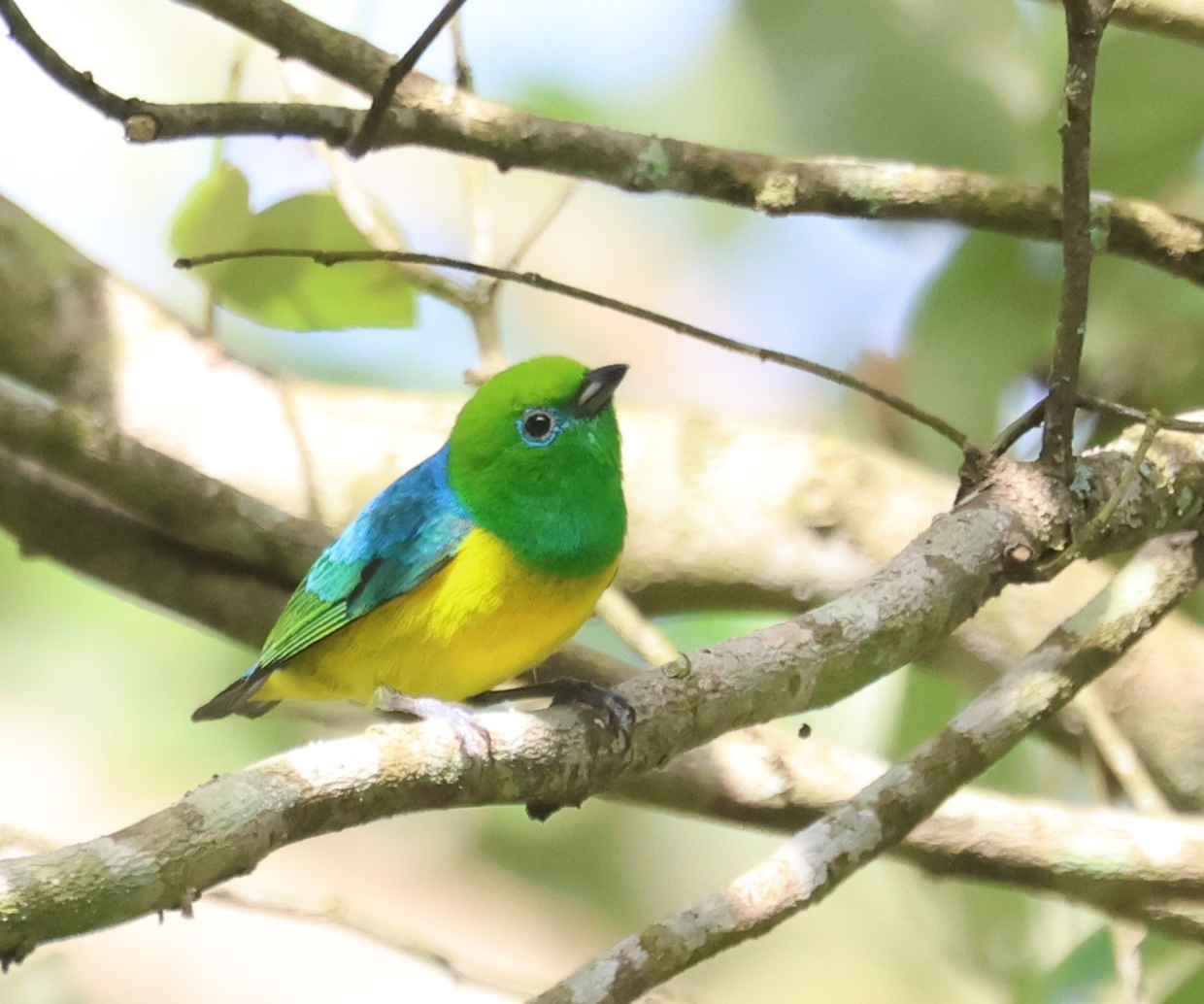 Blue-naped Chlorophonia