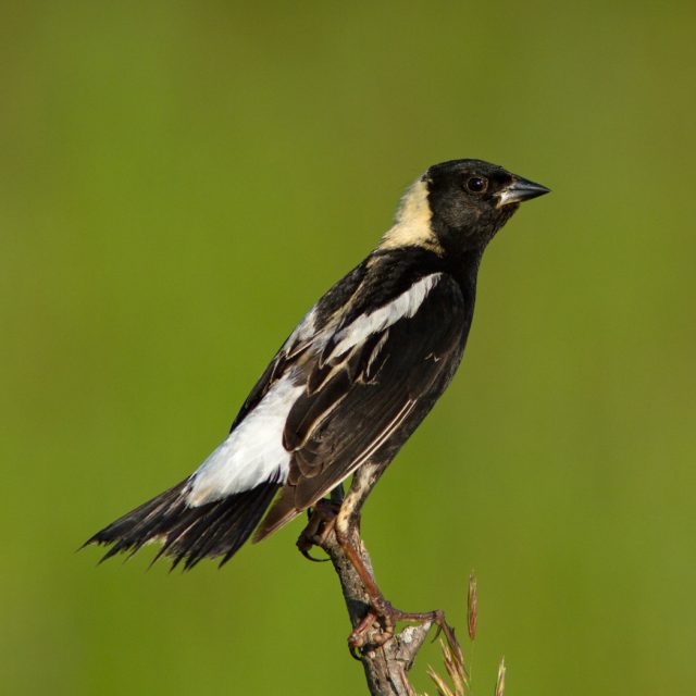Bobolink