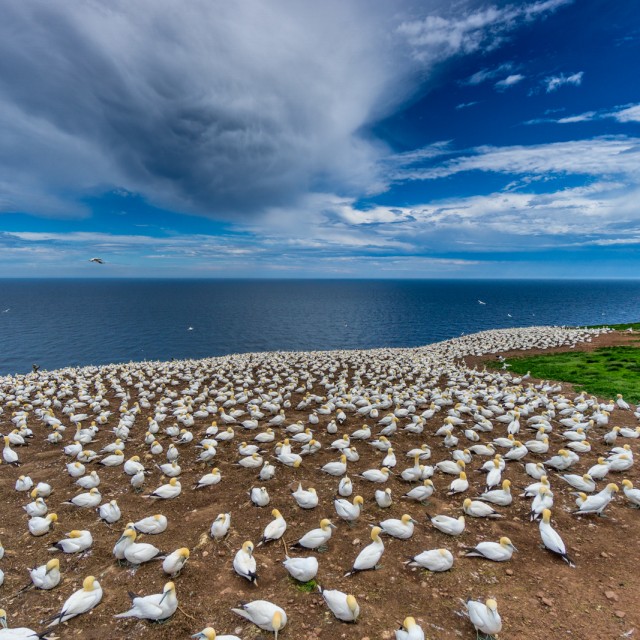 Bonaventure Island Gannet Colony