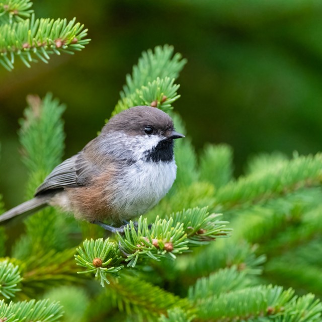 Boreal Chickadee