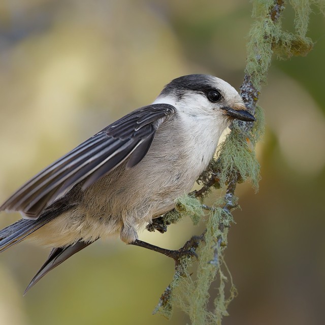 Canada Jay