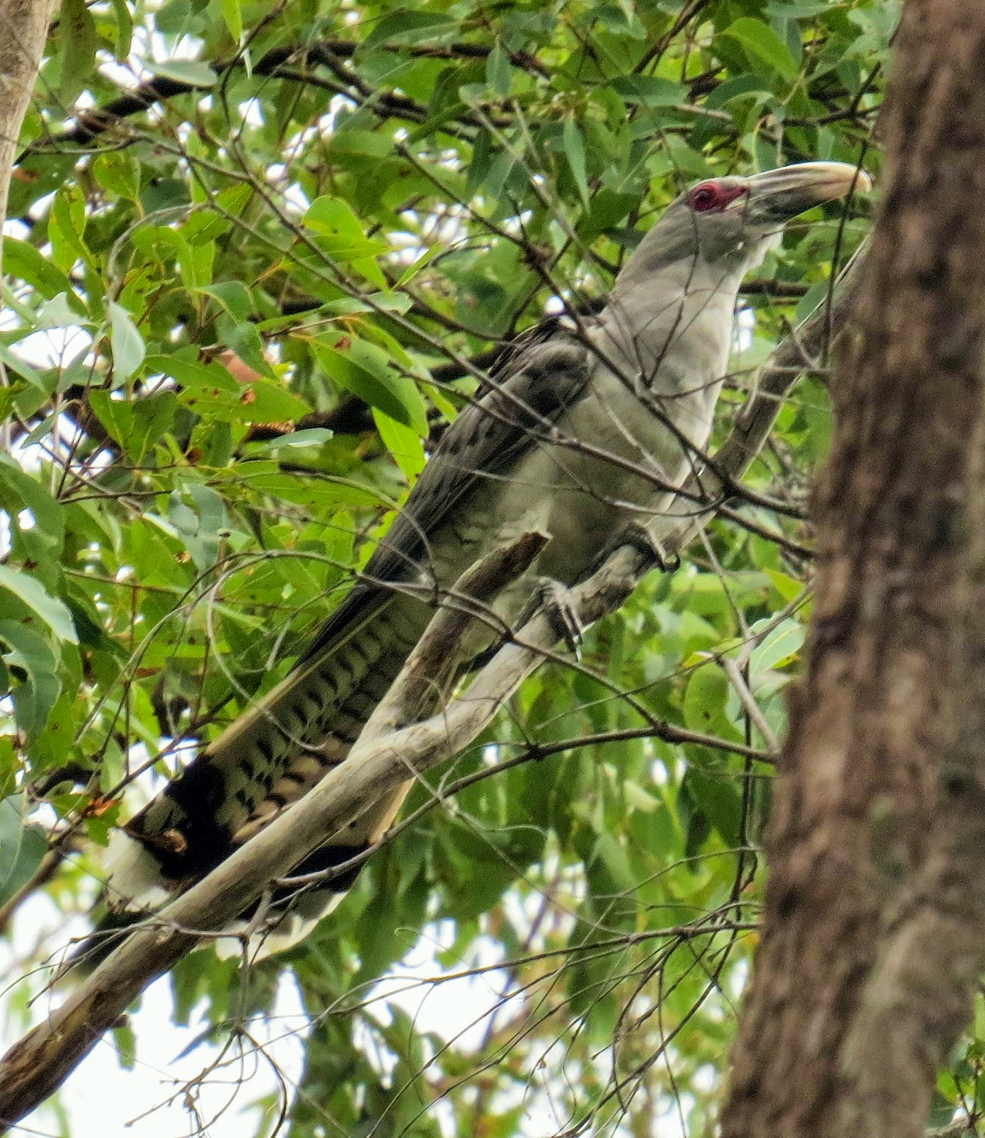 Channel-billed Cuckoo