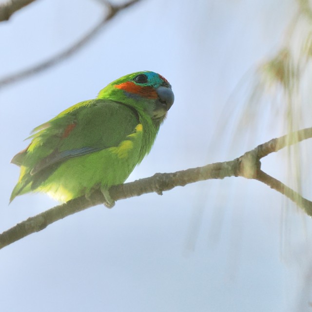 Double-eyed Fig Parrot