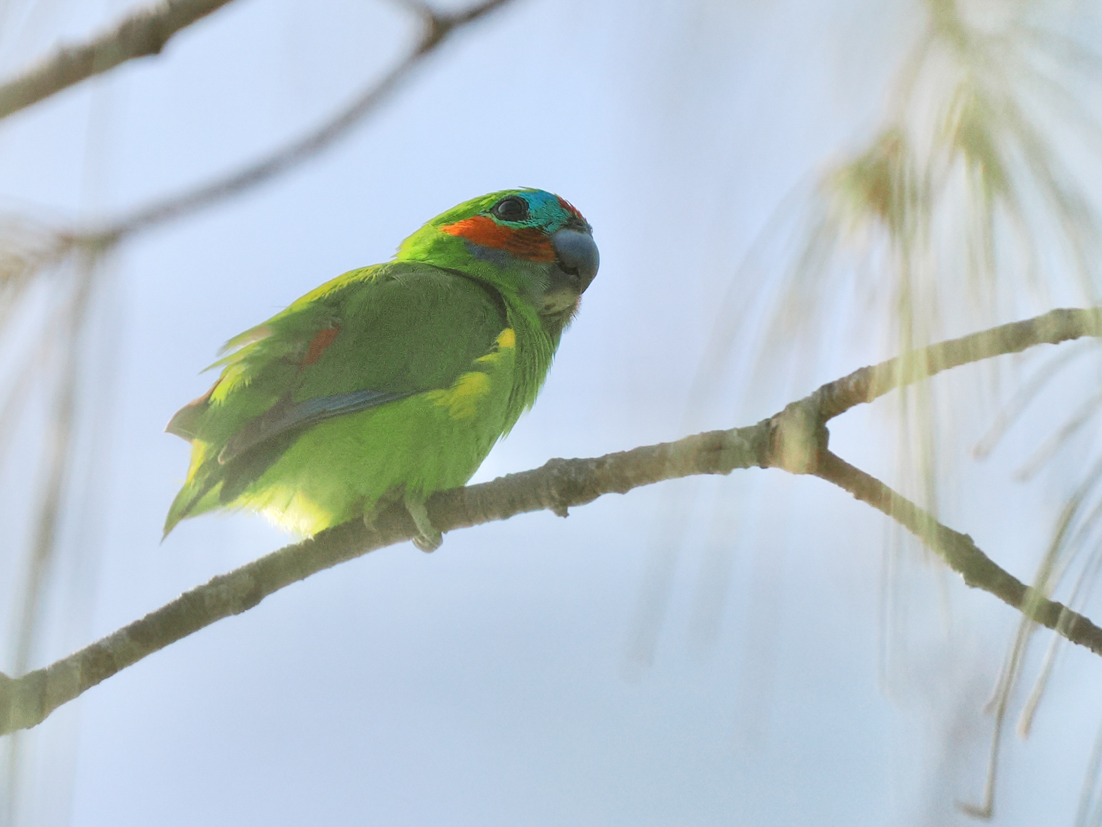 Double-eyed Fig Parrot