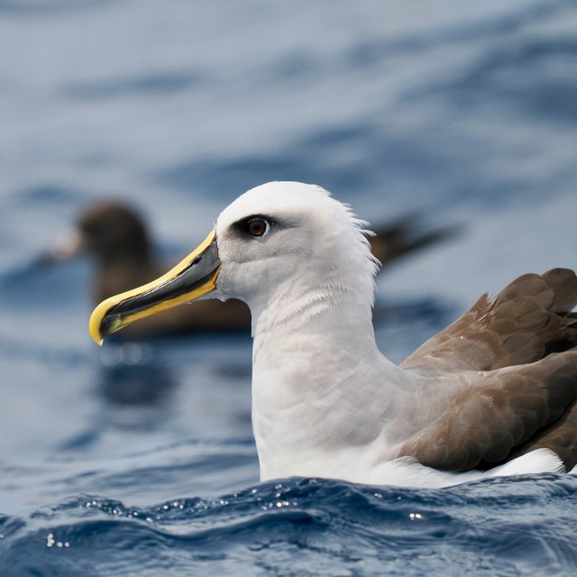 Buller's Albatross