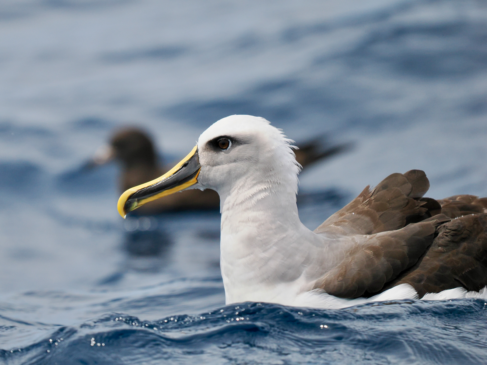Buller's Albatross