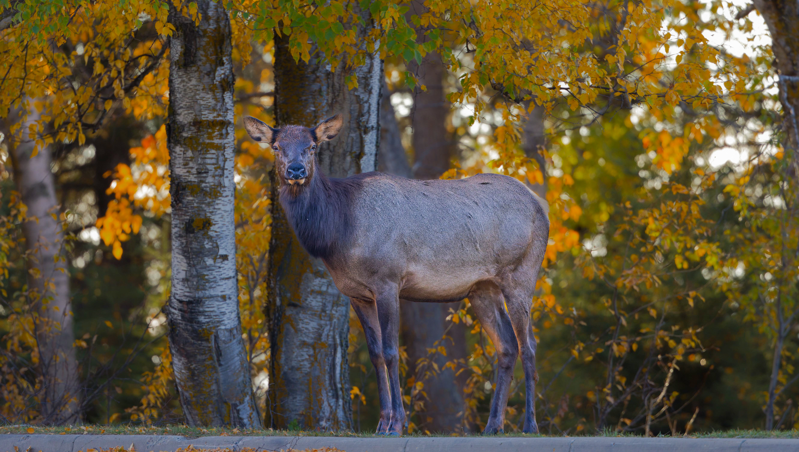 Elk