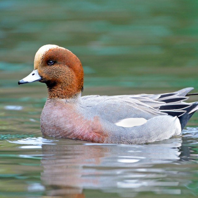 Eurasian Wigeon