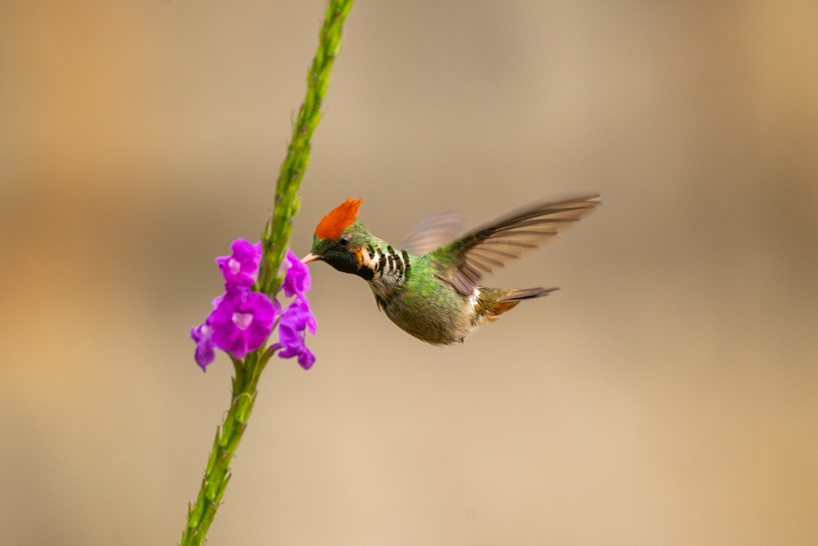 Frilled Coquette
