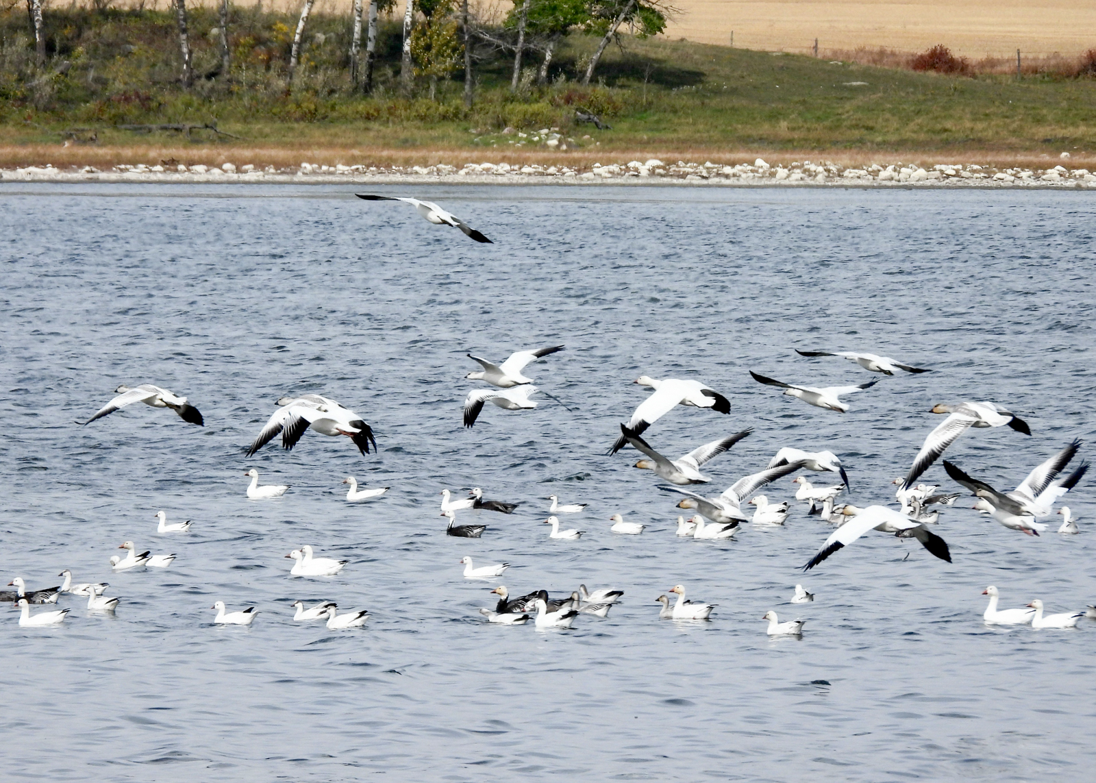 Geese