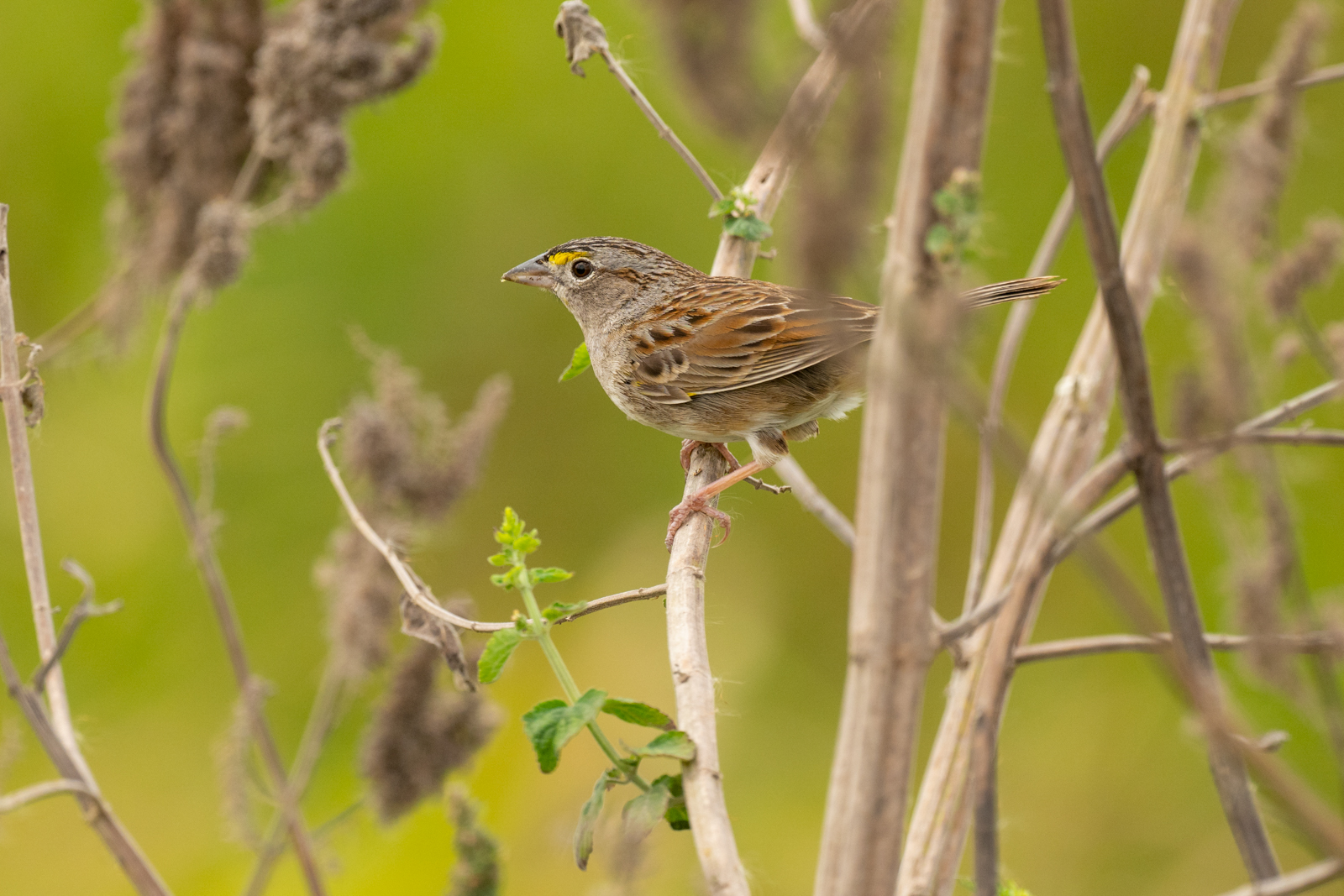 Grassland Sparrow