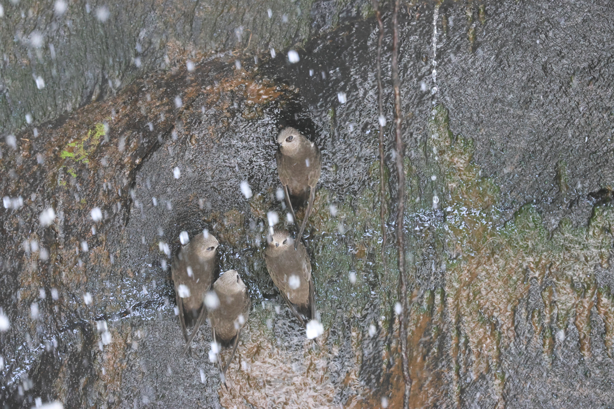 Great Dusky Swifts