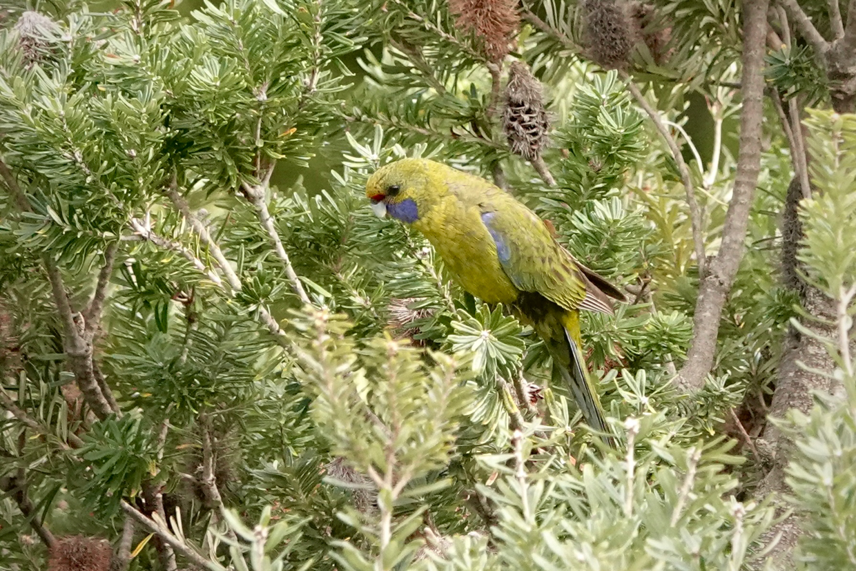 Green Rosella
