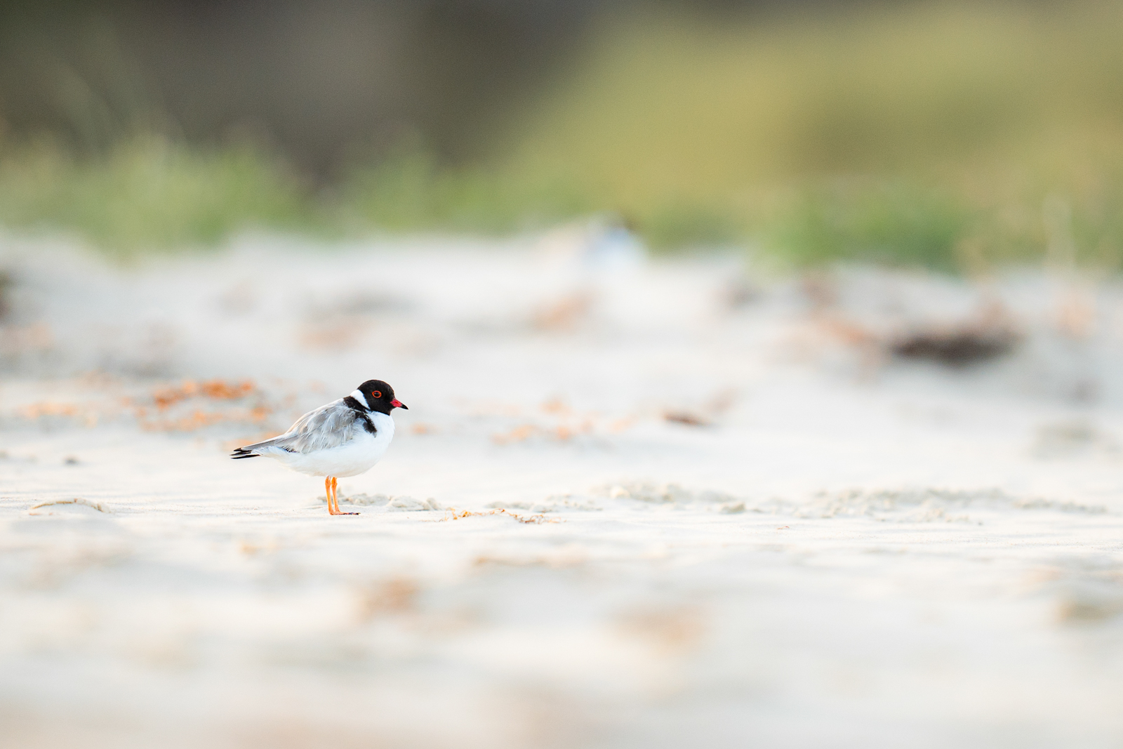 Hooded Plover