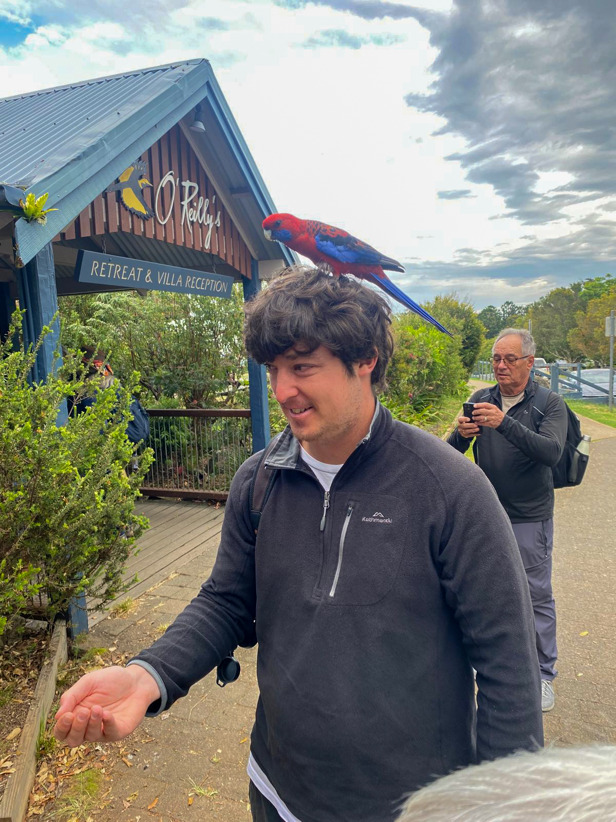 Jackson with Crimson Rosella