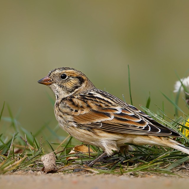 Lapland Longspur