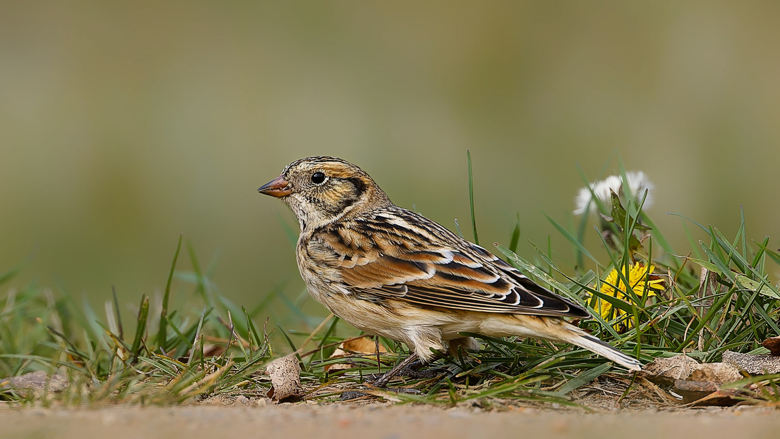 Lapland Longspur