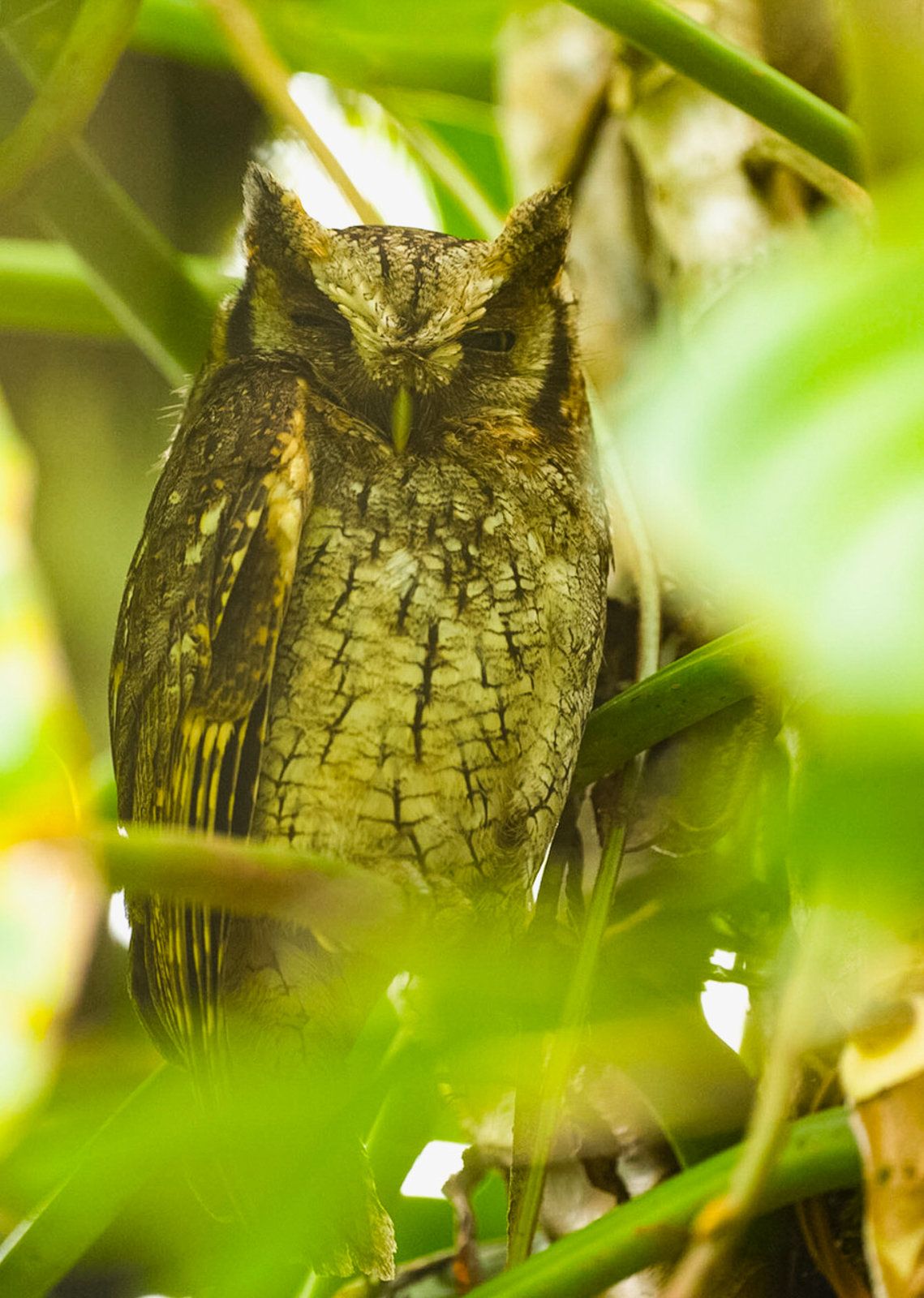 Long-tufted Screech-Owl