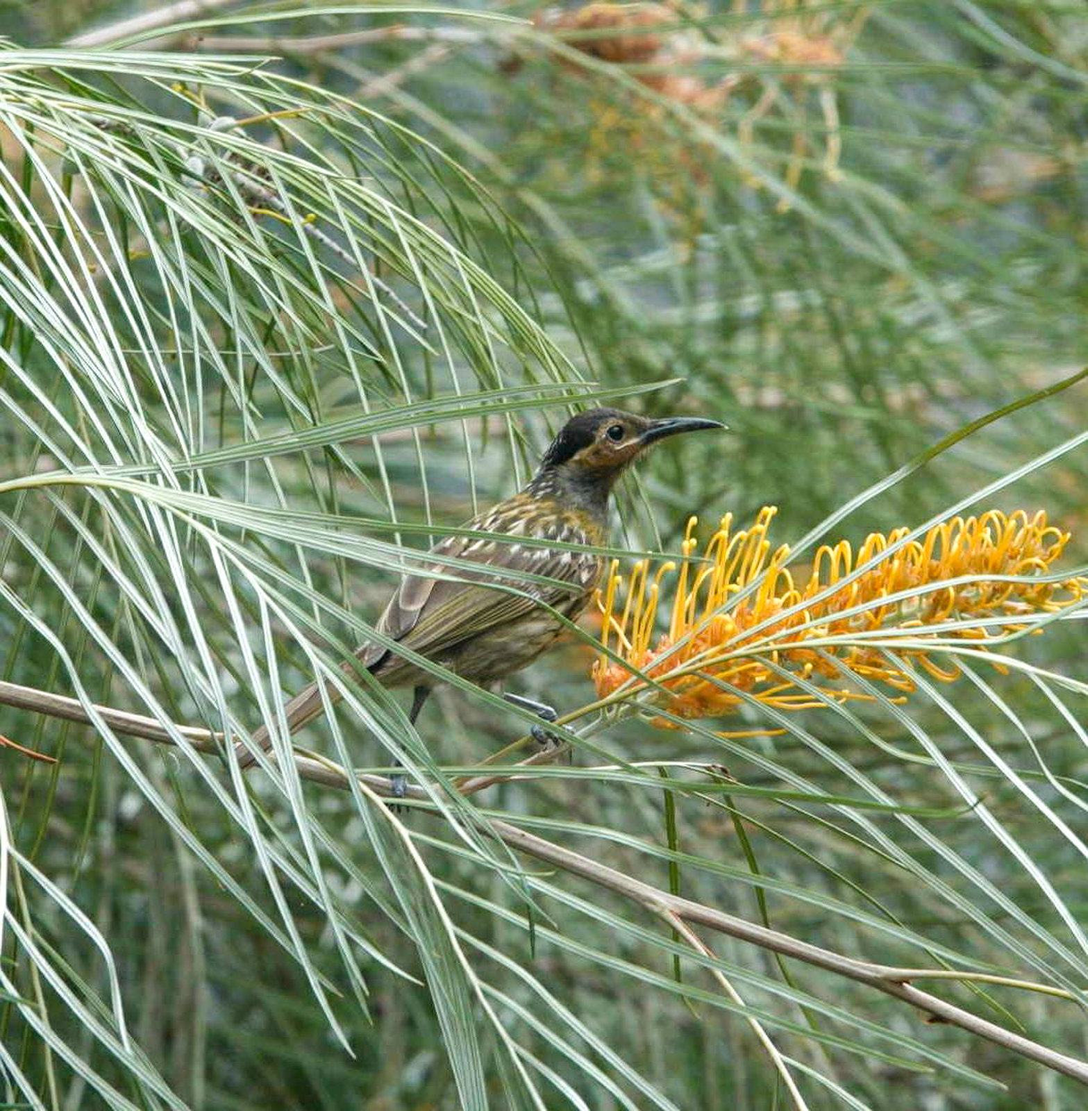 Macleay's Honeyeater