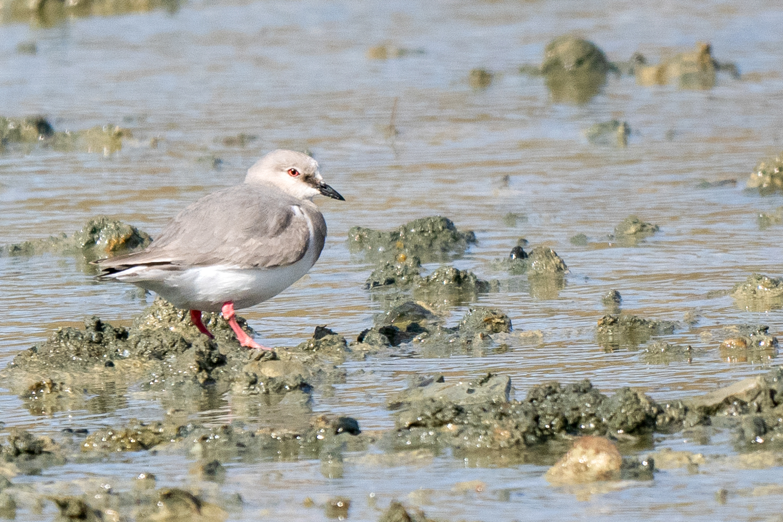 Magellanic Plover